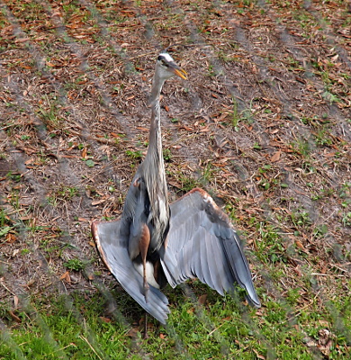 [The heron stands on the grown has its wings spread to the side as if it were a person opening a cloak to expose himself to passerbys.]
